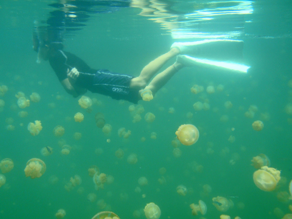A Lake Full of Friendly Golden Jellyfish